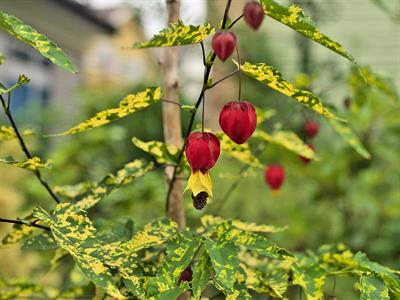 Abutilon megapotamic